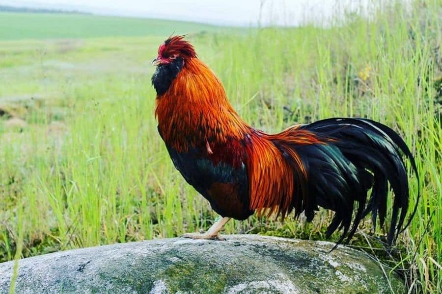 Jitokko Chicken
