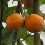 Lima Oranges