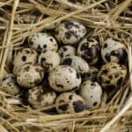 Quail Egg Nest