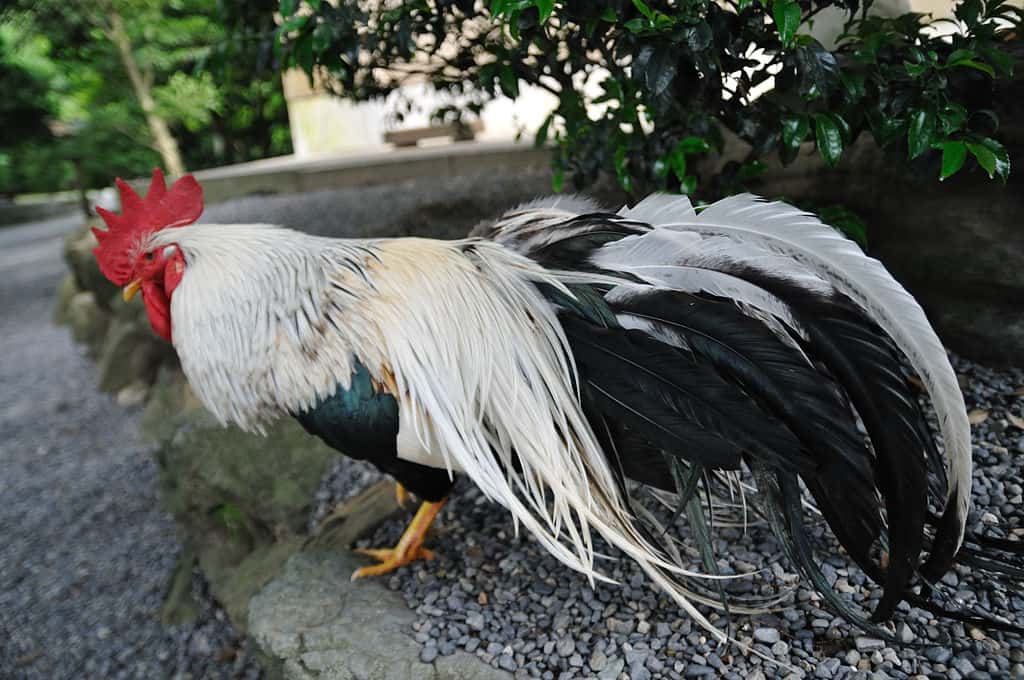 Shoukoku Chicken