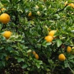 Trifoliate Oranges