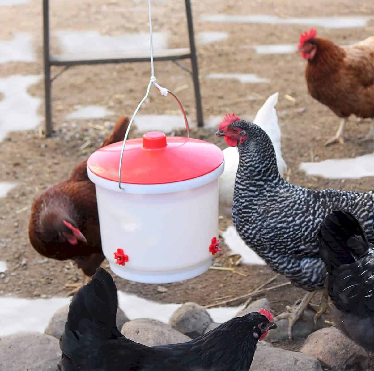 Types of Chicken Waterers
