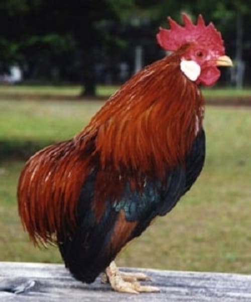 Uzura Chabo Chicken
