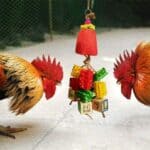 Vehomy Chicken Toys