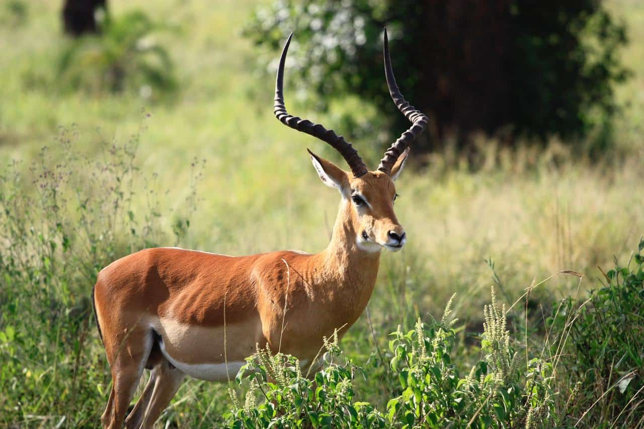 Animals With Horns: The Most Amazing Horns in The Animal Kingdom