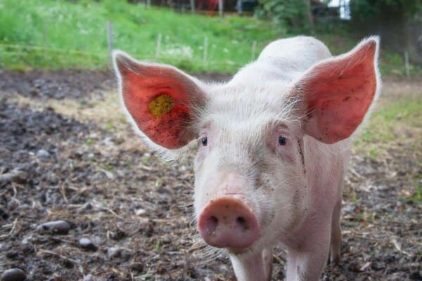 Top 15 Best Pig Breeds for Your Farm