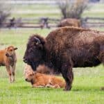 Bison with young bisons