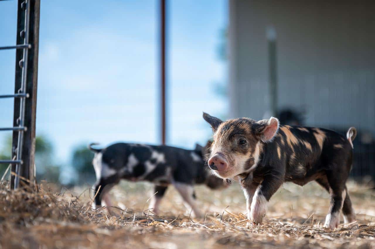 Things to Consider when Raising Pigs