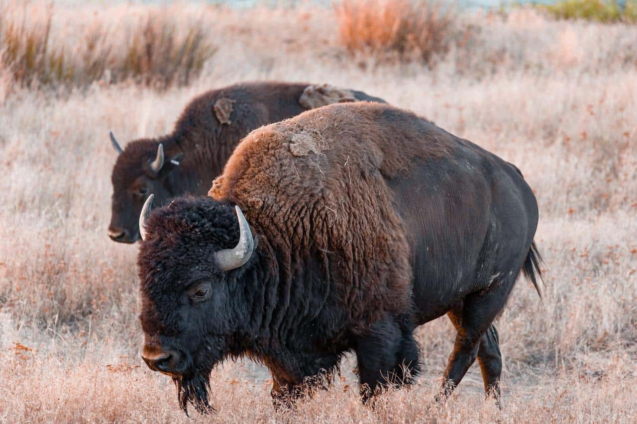 bison beard