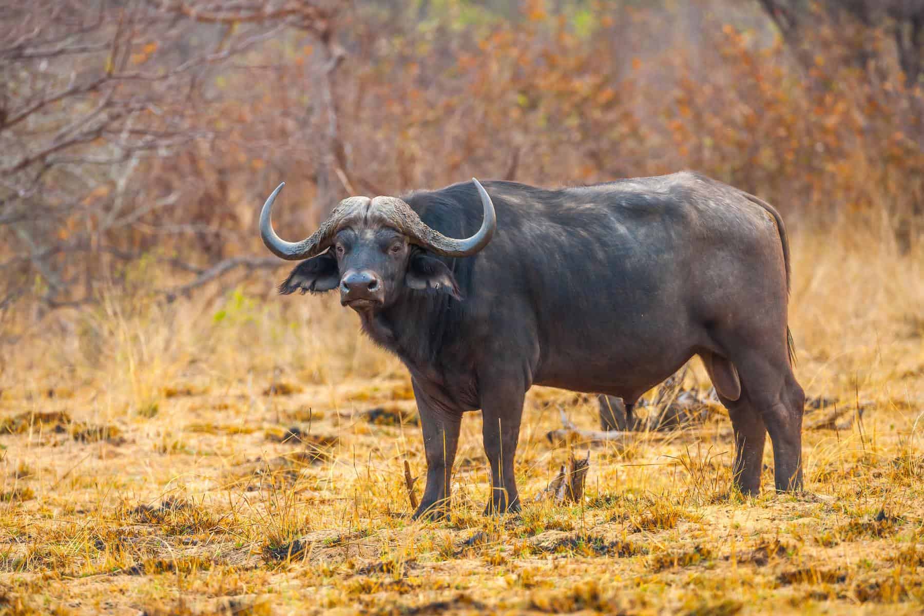 buffalo horns