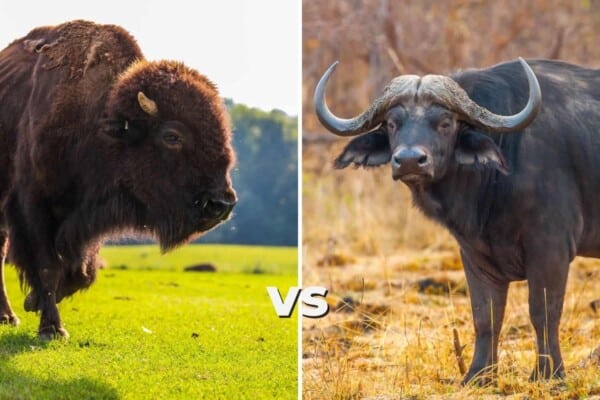buffalo vs bison