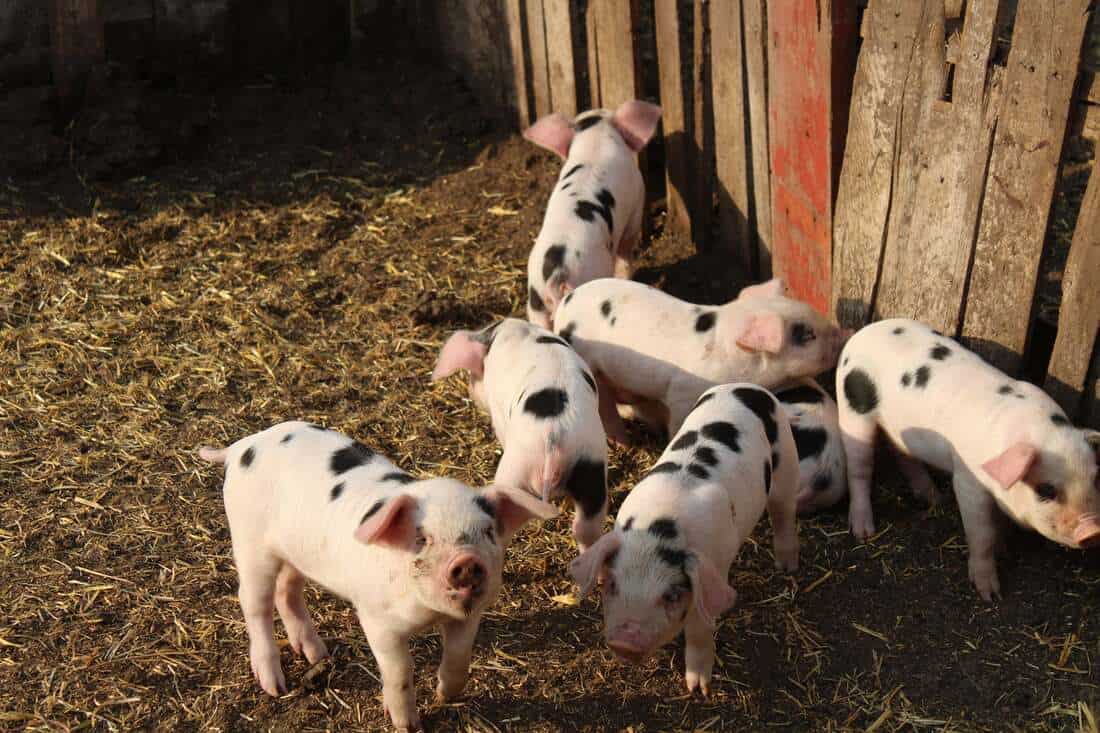 spotted pigs