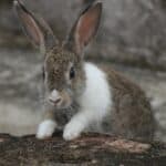 Bunnies Hide Underground While Hares Live on the Open Fields