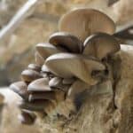 Choose the Perfect Mushrooms for You