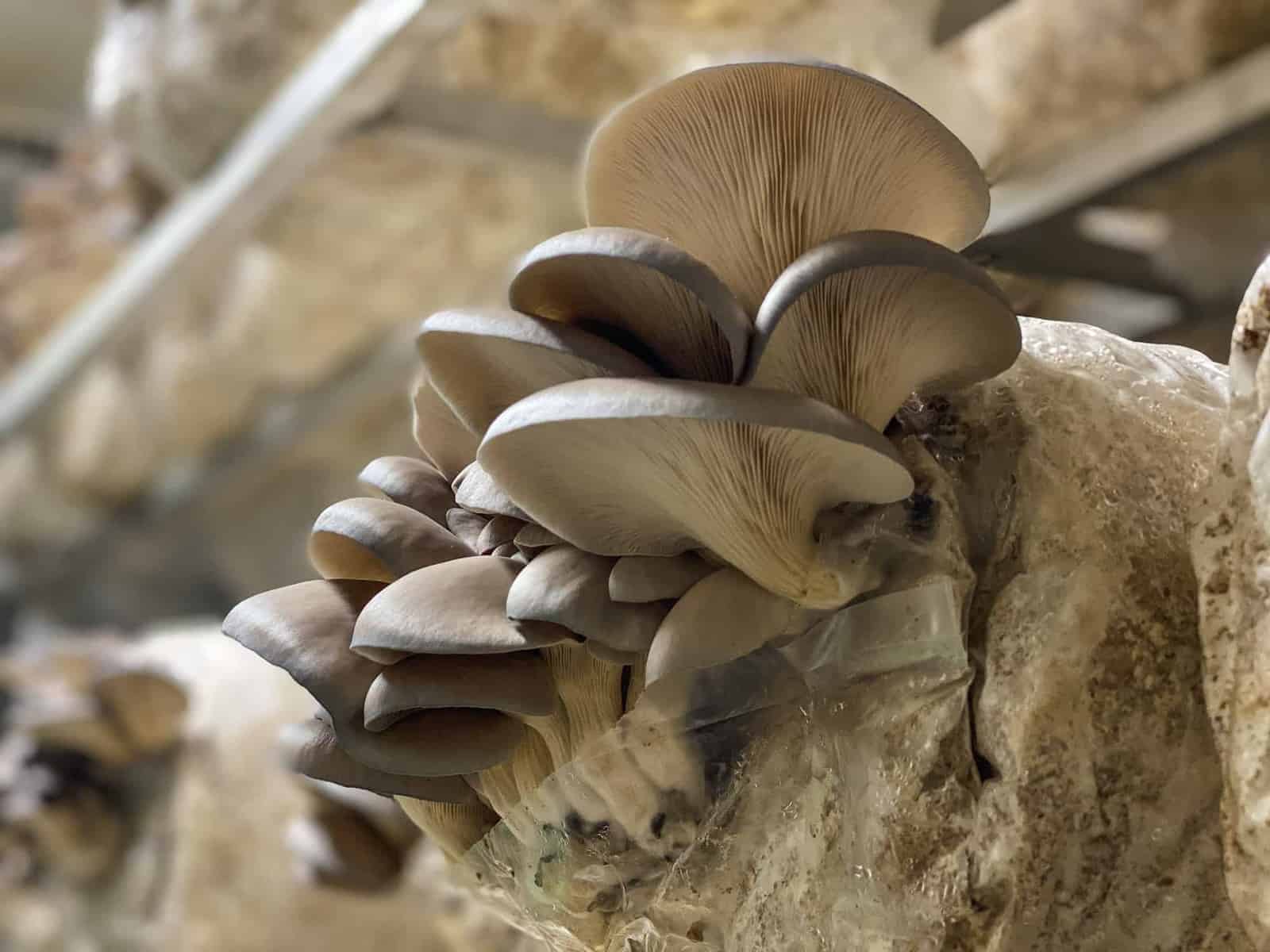 Choose the Perfect Mushrooms for You
