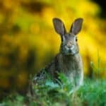 Differences Between Rabbits and Hares