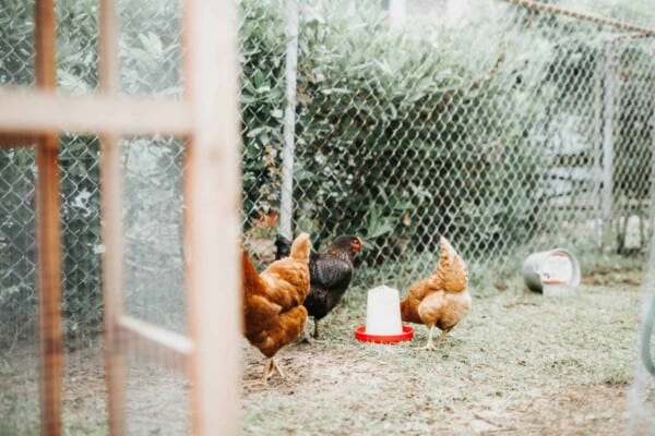 Fencing for Chickens: How to Pick the Right Fences