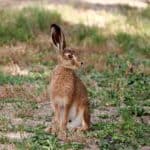 Hare Mating Process