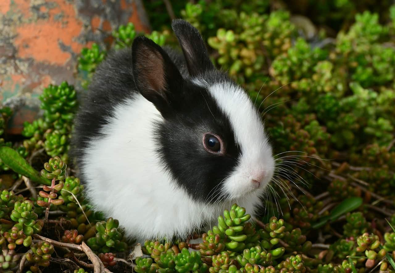 Hares Are Nocturnal While Rabbits Are Crepuscular