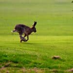 Hares Are Stronger and Faster Than Bunnies