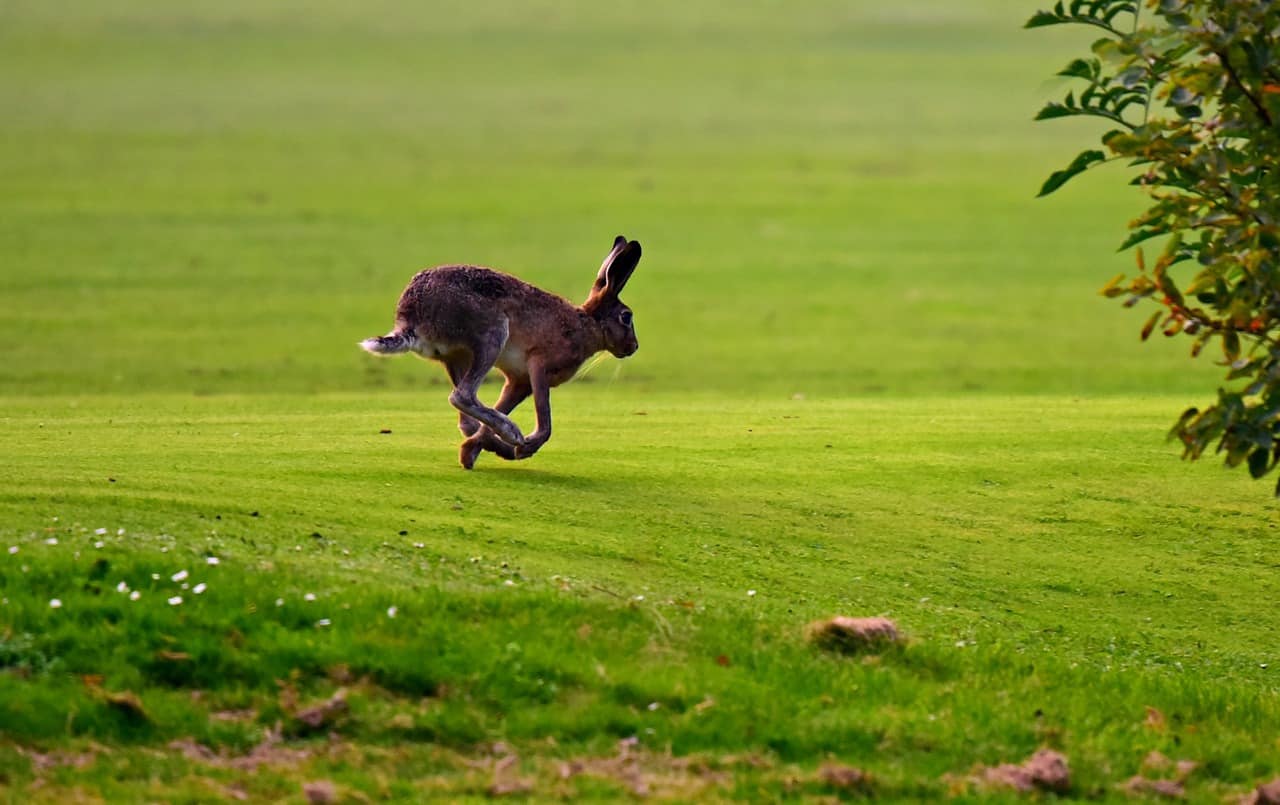 Hares Are Stronger and Faster Than Bunnies