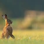 Hares Are Wilder Than Bunnies