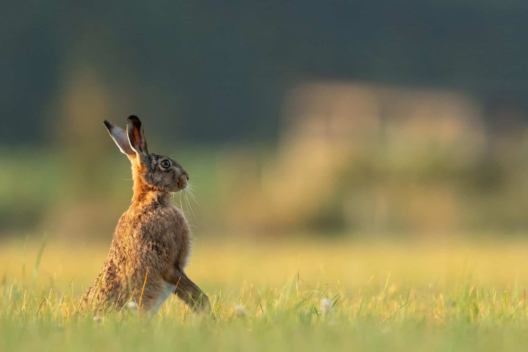 Hares Are Wilder Than Bunnies