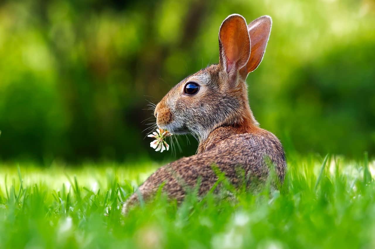 Hares Have a Different Diet than Rabbits