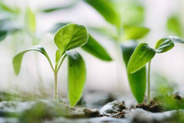 How to Germinate Seeds: 15 Tips for Faster Germination