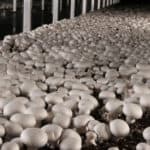 Mushroom farming