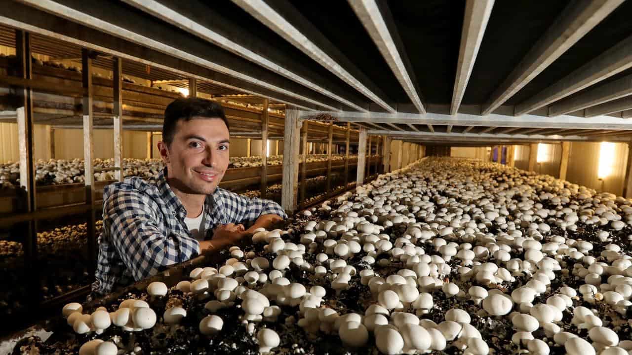 Mushroom farming team