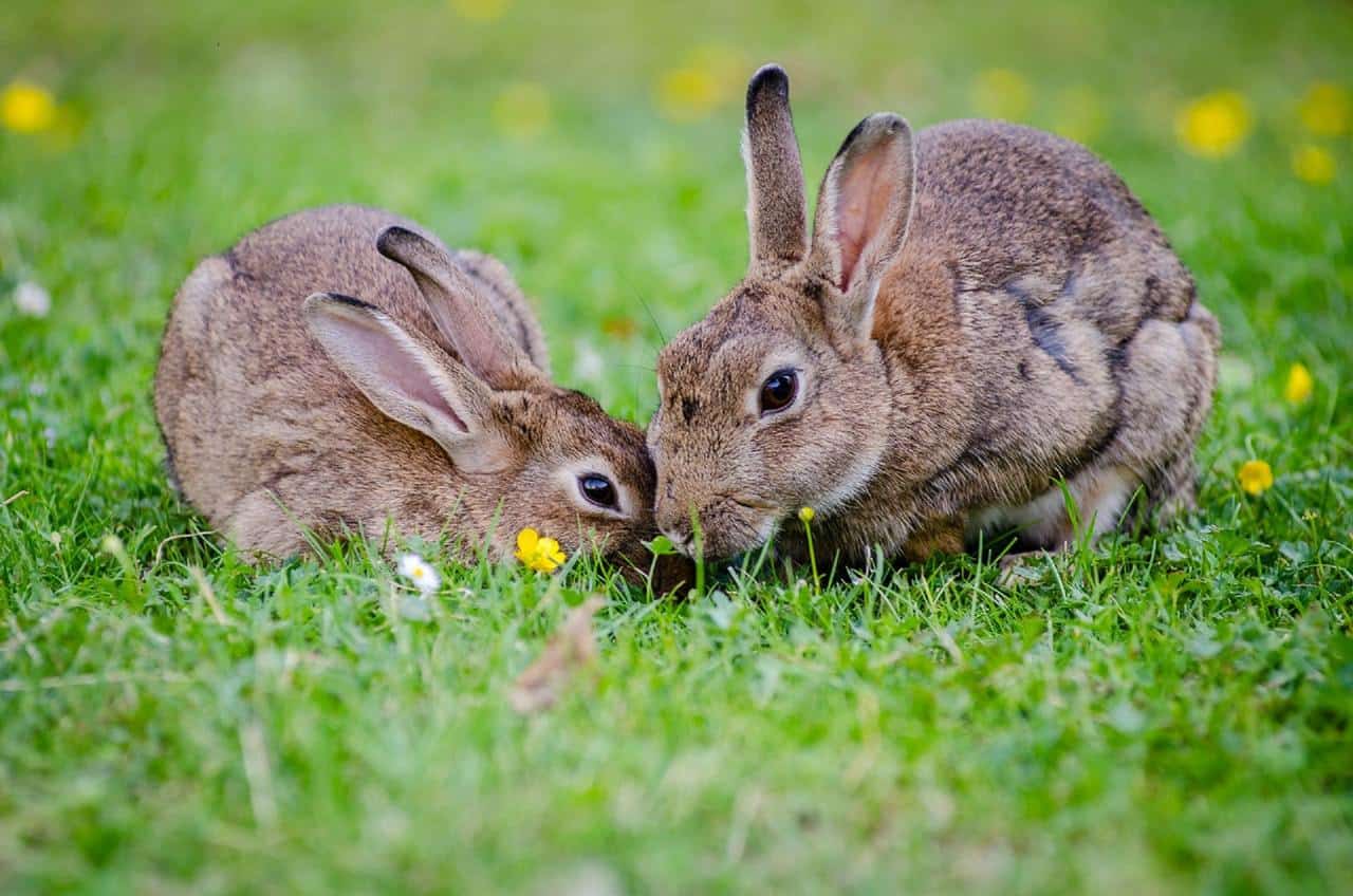 Rabbits Eating Grass