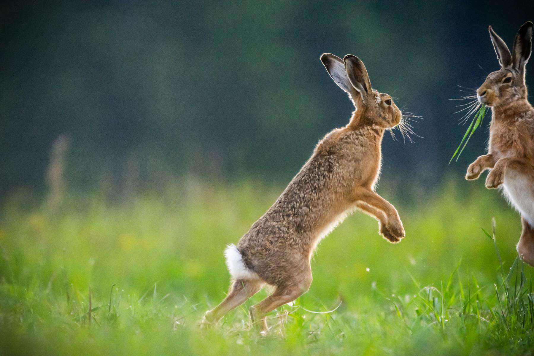 Rabbits Often Times Attack Hares