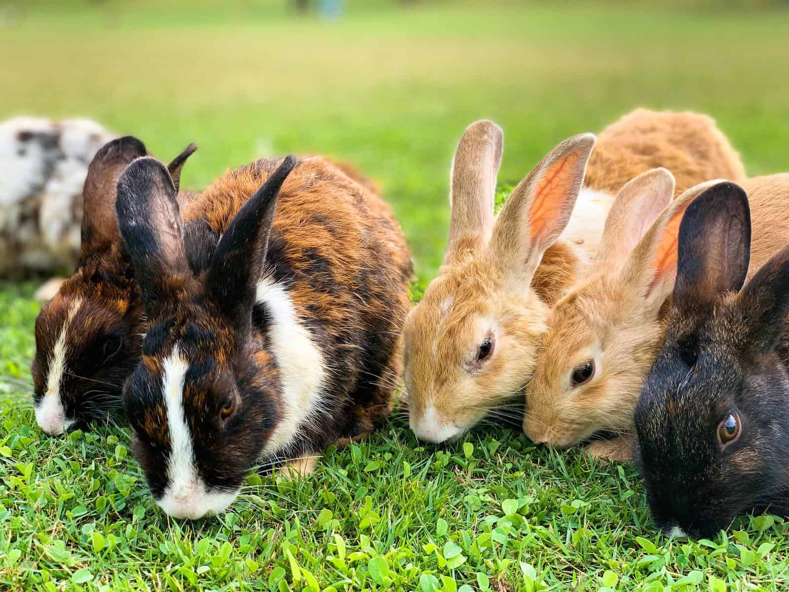 Rabbits group