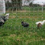 RentACoop Poultry Netting Electric Fence