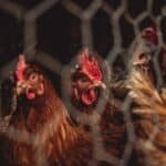 Tips for Chicken Fencing