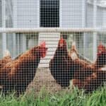 chicken coop fence