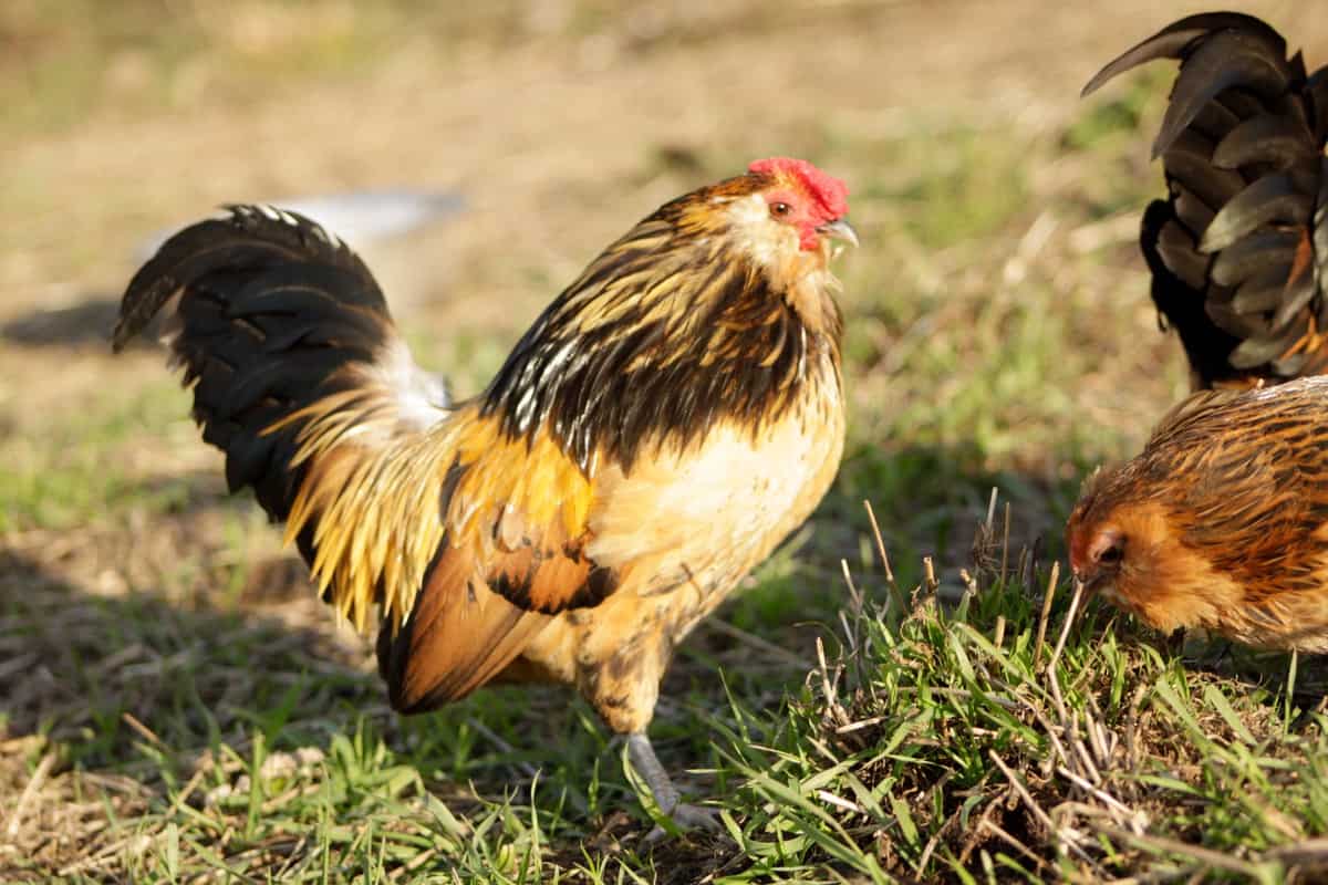 Belgian d’Anvers Chickens