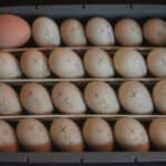 Brahma Chicken Eggs