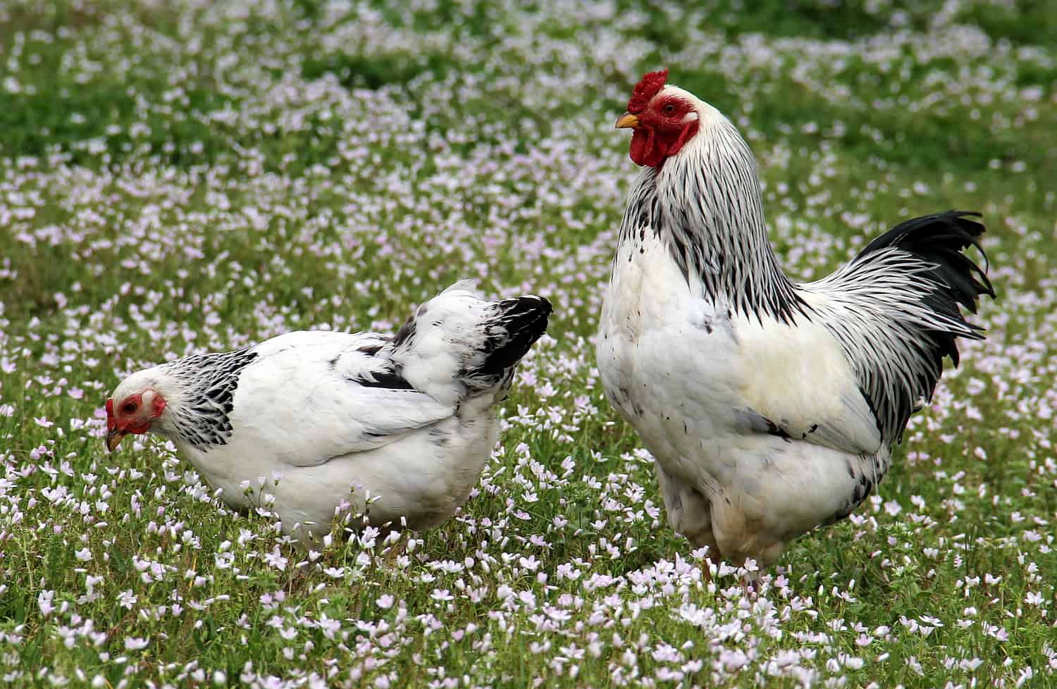 Brahma Chickens