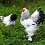 Breeding Brahma chickens