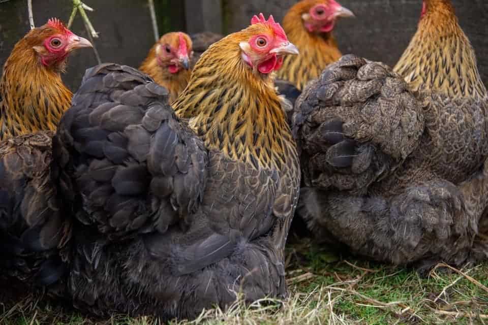 Cochin Bantam Chickens
