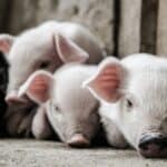 Don’t Get Too Attached to Your Pigs
