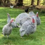 Free Range Turkeys
