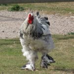 Giant Brahma chicken