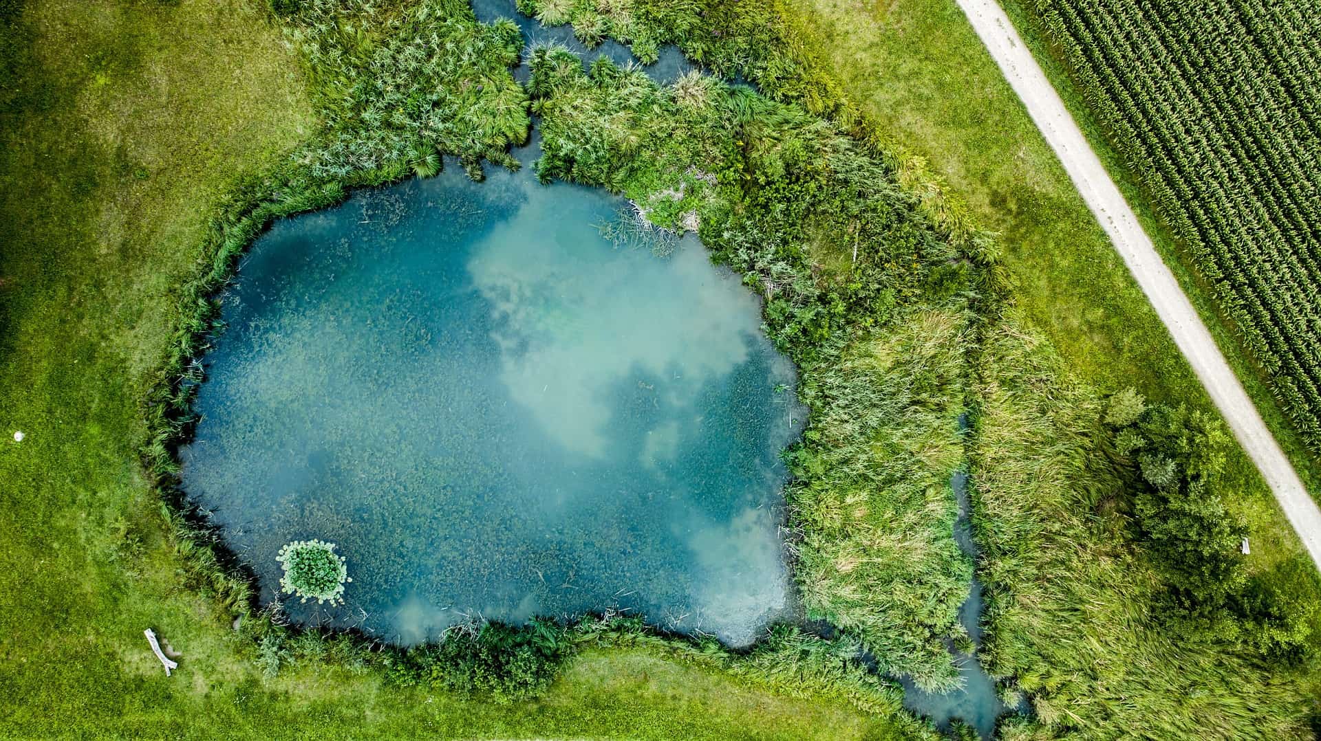 How Big Should Your Pond Be
