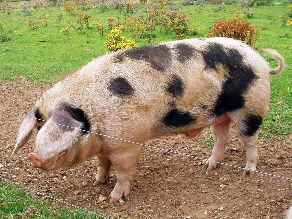 Male Pigs