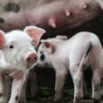 Pig Cognition and Communication