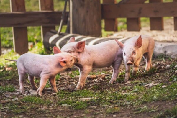 Pig farming 101: 15 Things You Need to Know about Raising Pigs