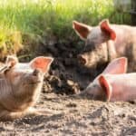 Pigs Require a Place to Wallow